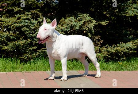 Bull Terrier guarda da parte. Toro rosso e bianco Terrier è sull'erba. Foto Stock