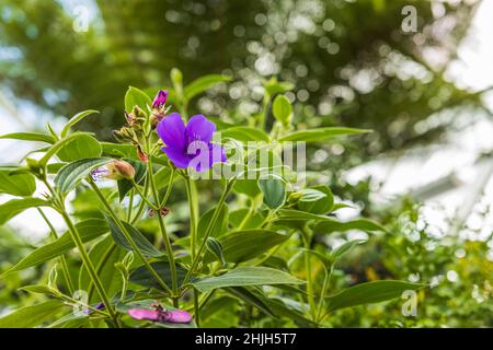 Bella vista di fiori tropicali Tibouchina urvilleana famiglia Melastomataceae nativo del Brasile. Foto Stock