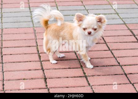 Chihuahua walks. The cute Chihuahua is in the park. Foto Stock