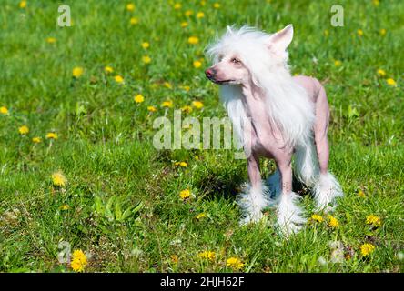 Cinese crested cane si alza. Il cane increspato cinese cammina sull'erba del parco. Foto Stock