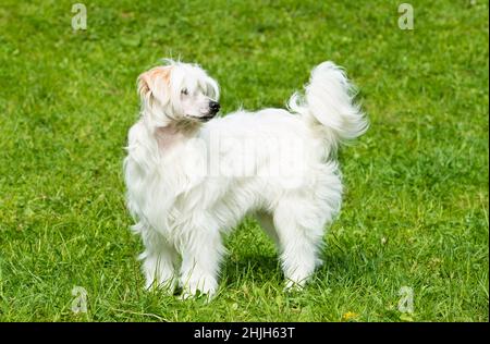 Powderpuff Chinese Crested stand. Il Powderpuff Chinese Crested è sull'erba. Foto Stock