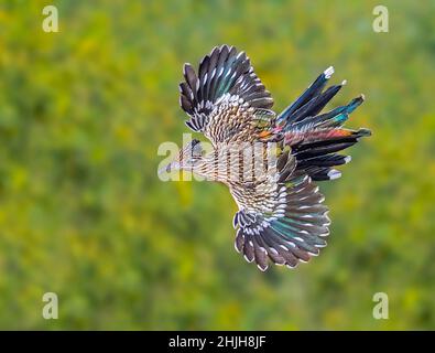 Greater Roadrunner Geococcyx californianus Amado, Santa Cruz County, Arizona, Stati Uniti 12 dicembre 2018 Adulti Cuculidae Foto Stock