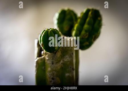 Fuoco selettivo sparato della crescita del cactus Foto Stock