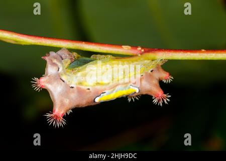 Moth caterpillar Moth Cup, Doratifera Vulnerans. Questi bacini hanno spine che contengono tossine e rovesciano le loro spine quando il dist Foto Stock