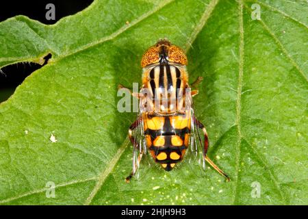 Golden Native Drone Fly, Eristalinus punctulatus. Nativo dell'Australia. Probabilmente una femmina come c'è uno spazio tra gli occhi. Foto Stock