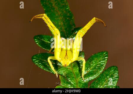 Ragno di granchio con punta rossa, Sidymella rubrosignata. Endemico per l'Australia. Coffs Harbour, New South Wales, Australia Foto Stock