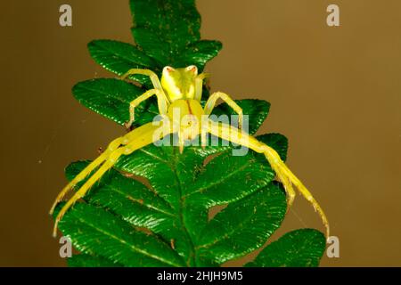 Ragno di granchio con punta rossa, Sidymella rubrosignata. Endemico per l'Australia. Coffs Harbour, New South Wales, Australia Foto Stock