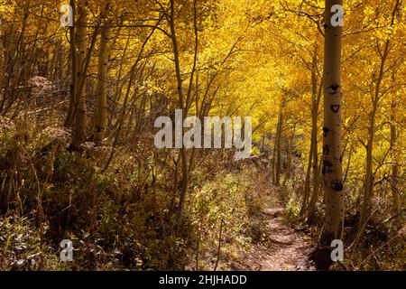 Il Coal Creek Trail che scende attraverso un baldacchino d'oro di alberi di aspen caduta nelle montagne Teton. Jedediah Smith Wilderness, Wyoming Foto Stock