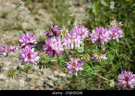 Rosa fiore viola corona vetch (Securigera varia). Foto Stock