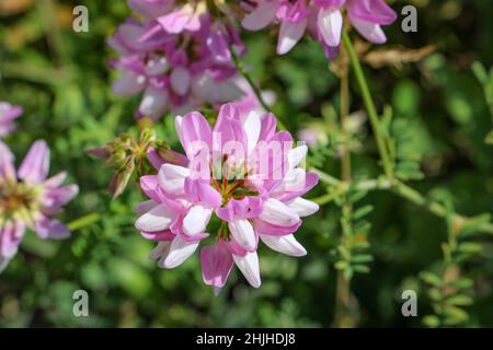 Viola corona vetch (Securigera varia) fiore rosa close up. Foto Stock