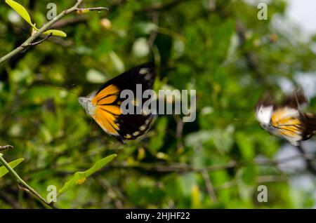 Coppia di farfalle, Delias sp, in volo, West Bali National Park, vicino Menjangan Island, Buleleng, Bali, Indonesia Foto Stock