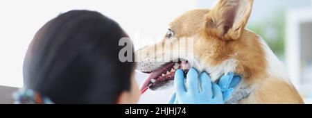 Medico veterinario in guanti che conducono visita medica dei denti del cane Foto Stock