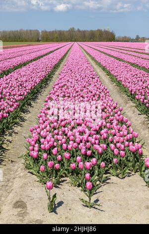 File con tulipani rosa fioriti in un campo in una giornata di sole durante la primavera a Goeree-Overflakkee nei Paesi Bassi. Foto Stock