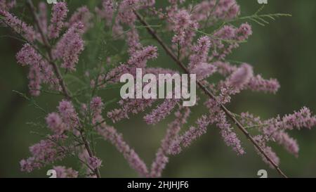 tamarix fiori primo piano scatto, foto ampia Foto Stock