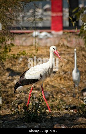 La cicogna bianca sta camminando in una piccola parte della terra con alcuni alberi fra la riva del lago. Foto Stock