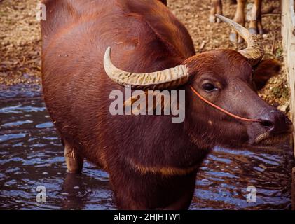 L'Asian Wild Water Buffalo o Bubalus arnee. Un bovino di grandi dimensioni originario del subcontinente indiano e del sud-est asiatico in acqua. Foto Stock