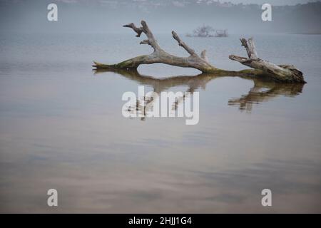 Un vecchio albero che sfolga in un lago. Foto Stock