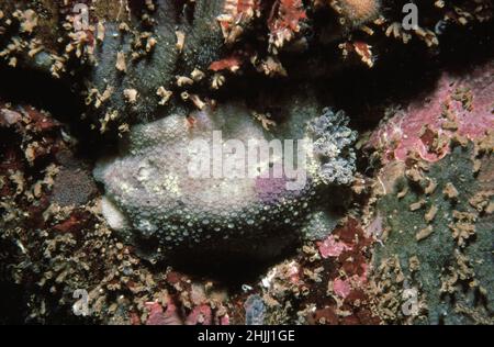 Limone marino (Doris pseudoargus) nel suo habitat roccioso subacqueo, Regno Unito. Foto Stock