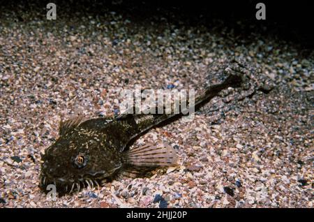 Pogge (Agonus cataphractus) su un fondo marino ghiaioso, Regno Unito. Foto Stock