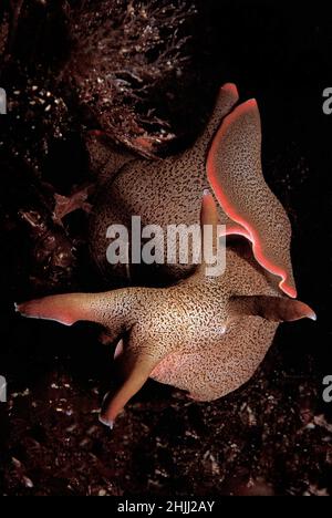 Lepre di mare (Aplysia punctata) nelle acque costiere, Regno Unito. Foto Stock