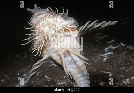 Pogge (Agonus cataphractus) barbelle sensoriali utilizzate per la ricerca di preda, Regno Unito. Foto Stock