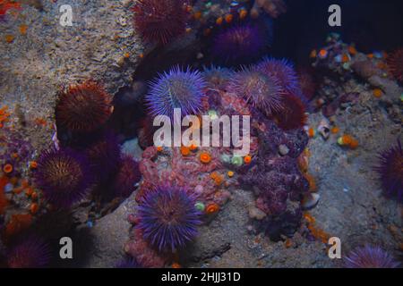 Bellissimi ricci di mare, che si illuminano sotto l'acqua in una grotta Foto Stock