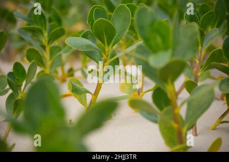 Scaevola plumieri Dune Vegitation sulle dune di sole spiagge nel Capo Orientale, Sud africa Foto Stock