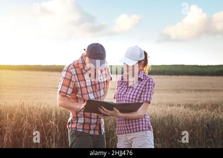 Agricoltori maschi e femmine che lavorano con una tavoletta in un campo di grano, alla luce del tramonto. Uomini d'affari studiano reddito in agricoltura. Agronomi con tavolo Foto Stock