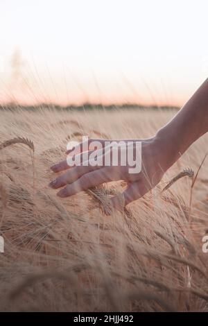 Mano femmina che tocca le orecchie di segale di grano giallo dorato maturante all'inizio dell'estate in campo di grano durante il tramonto Foto Stock