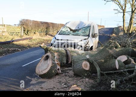 Barnard Castle, Teesdale, County Durham, Regno Unito. 30th gennaio 2022. Meteo Regno Unito. Dopo la tempesta Malik, le persone si stanno arenando per ulteriori danni mentre Storm Corrie si avvicina al Regno Unito. Un autista ha avuto una fuga fortunata durante la tempesta Malik dopo che un albero è caduto attraverso una strada vicino al castello di Barnard. Credit: David Forster/Alamy Live News Foto Stock