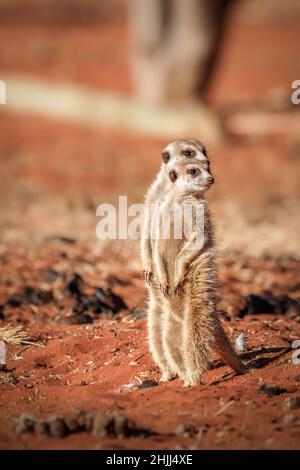 Una famiglia di meerkat (Suricata suricatta) in cerca di pericolo, deserto di Kalahari, Namibia. Foto Stock