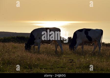 Due mucche sulla scogliera della baia di Douarnenez in Bretagna prima del tramonto. Foto Stock