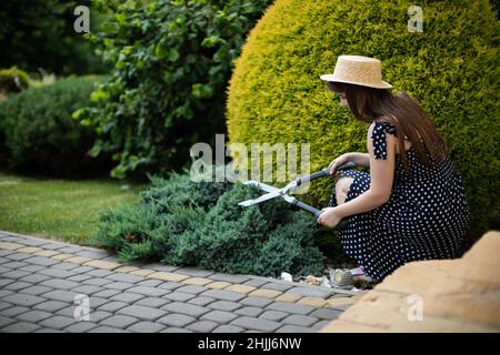 Una donna giardiniere rifinisce un Blue chip Juniperus horizontalis ginepro strisciante. Foto Stock