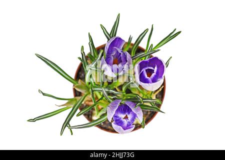 Vista dall'alto dei fiori primaverili in vaso 'Crocus vernus' su sfondo bianco Foto Stock