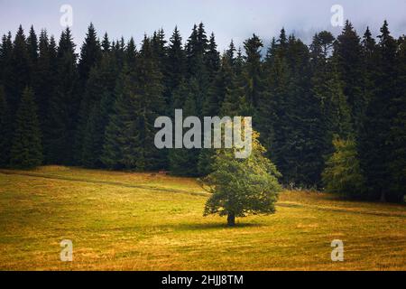 Un albero solitario massiccio nel mezzo di un pascoli di montagna Foto Stock