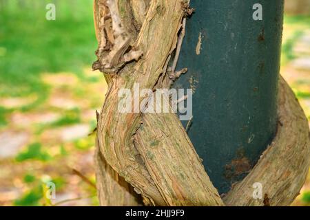 Corpo di legno edera, edera copre il palo verde lampada e verde erba sfondo. Foto Stock