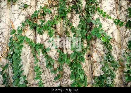 Parete in cemento, parete coperta da edera verde, edera su fondo in cemento. Foto Stock