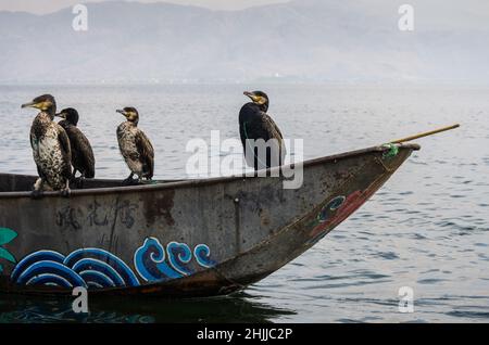 Asia, Cina, Dali, Lago di Erhai, pesca cormorana Foto Stock