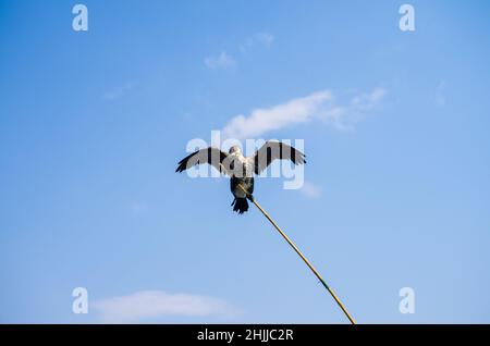 Asia, Cina, Dali, Lago di Erhai, pesca cormorana Foto Stock