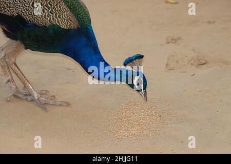 bella passeggiate con i pavone e mangiare grani di grano. Foto Stock