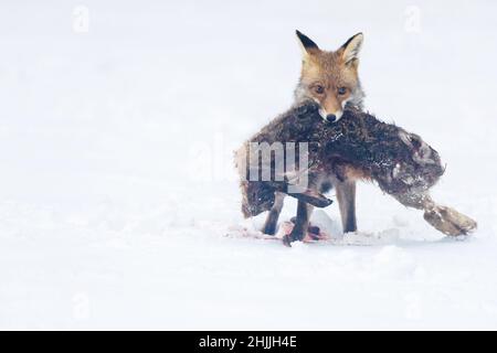 Volpe rossa (Vulpes vulpes) tiene un coniglio catturato in bocca nella neve. Foto Stock