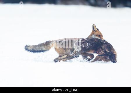 Vista laterale della volpe rossa (Vulpes vulpes) che tiene un coniglio catturato in bocca nella neve. Foto Stock