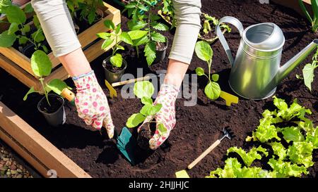 Trapianto di piantine vegetali in suolo nero nei letti rialzati. Coltivare piante organiche in letti rialzati in legno come un hobby. Il coltivatore ha guanto Foto Stock