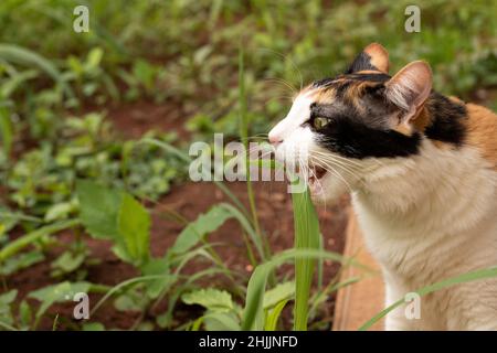 Gatto mangiare nuova erba nel giardino di casa. Foto Stock