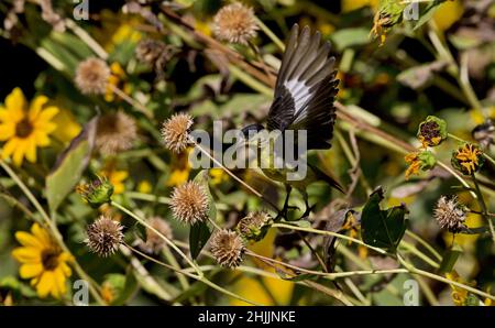 Lesser Goldfinch apre le ali per volare da persico su piante desertiche a Boyce Thompson Arboretum in Arizona Foto Stock