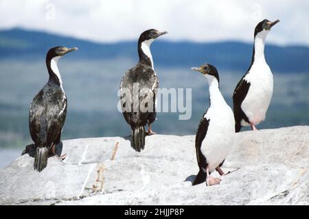 Rock Shag (Cormorant) Phalacrocorax magellanicus / Leucocarbo magellanicus Foto Stock