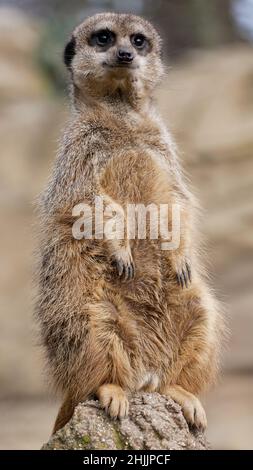 Un meerkat, arroccato su una roccia Foto Stock
