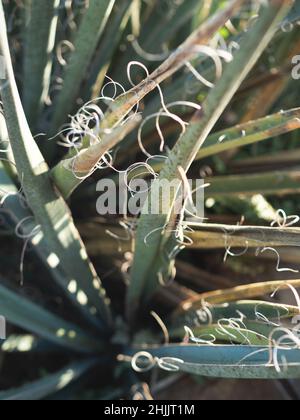Piante da giardino botaniche a piano chiuso Foto Stock