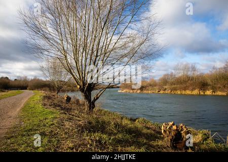 Eton Wick, Regno Unito. 29th Gennaio 2022. Gestione degli alberi lungo il Jubilee River Way. Le tecniche di gestione del bosco includono pollarding e coppicing. Credit: Mark Kerrison/Alamy Live News Foto Stock