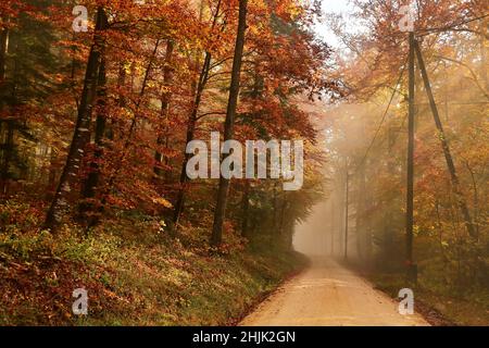 Strada dritta attraverso il paesaggio forestale autunnale, Baden, Argovia, Svizzera Foto Stock